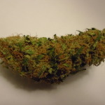 Get THC One Marijuana Seeds from Lady Seeds